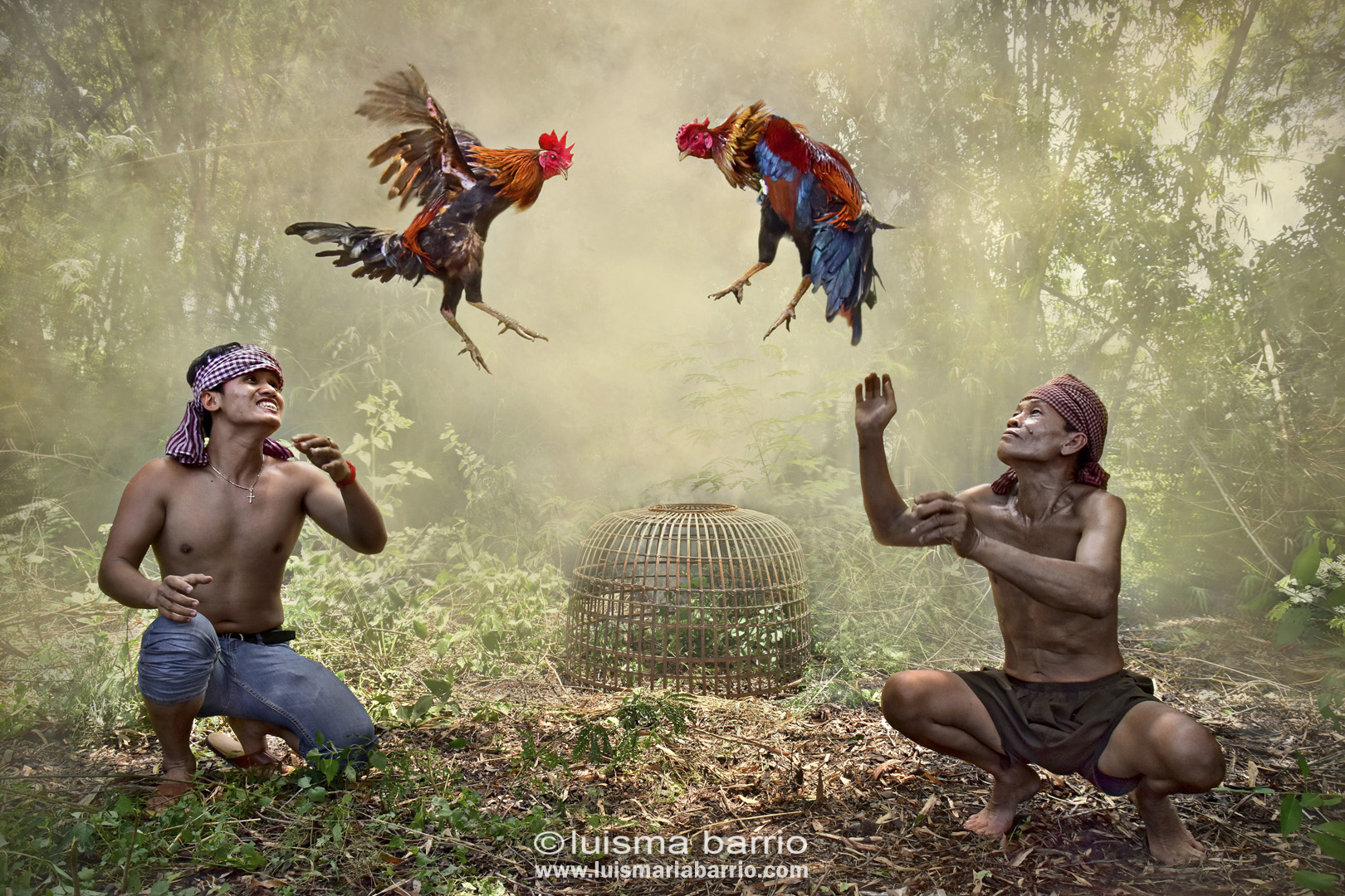 Cockfighting